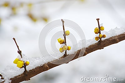 Wintersweet flower in snow Stock Photo